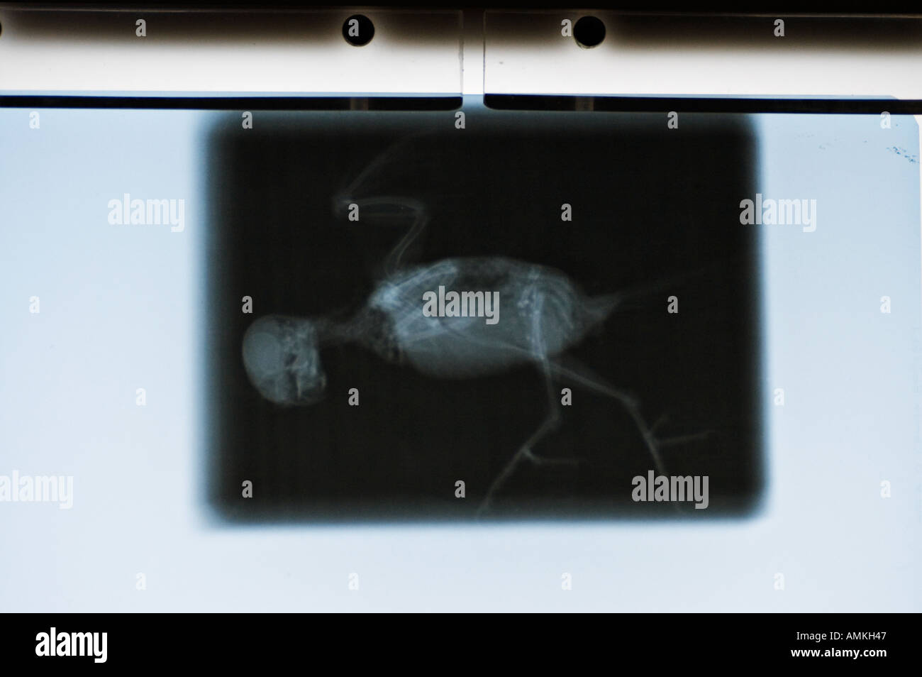bird x ray on an xray viewer Stock Photo Alamy