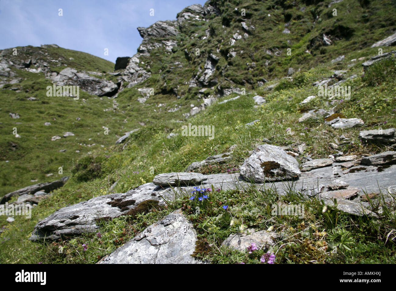 Alpine Gentian Stock Photo