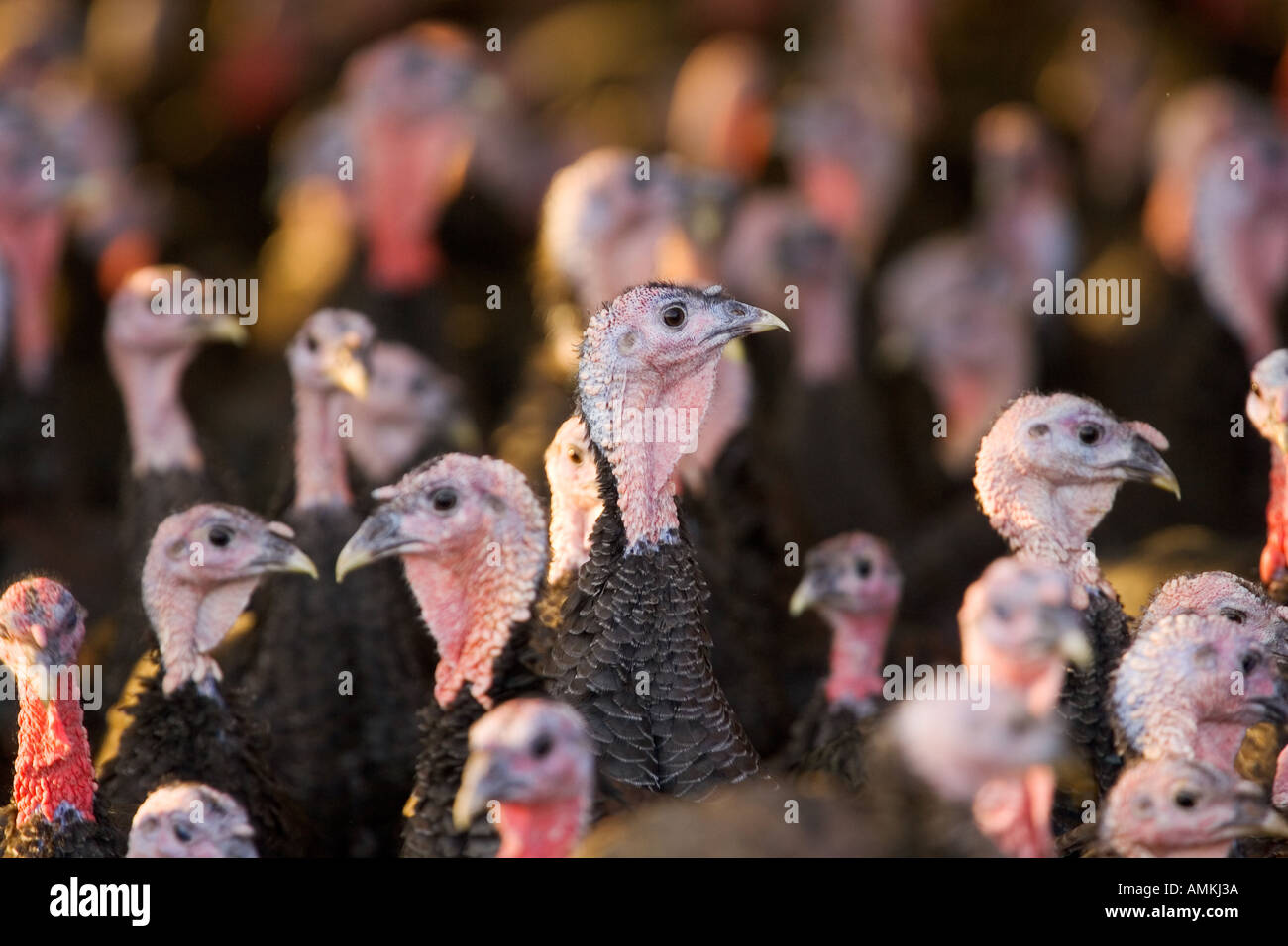 Free range Norfolk bronze turkeys return to their barn after roaming at