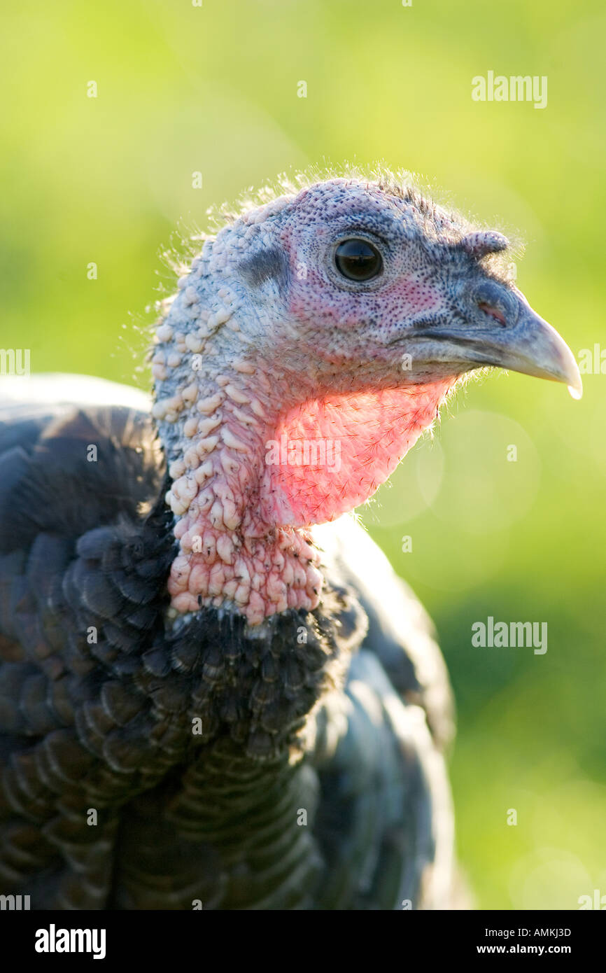 Free range Norfolk bronze turkey at Sheepdrove Organic Farm Lambourn