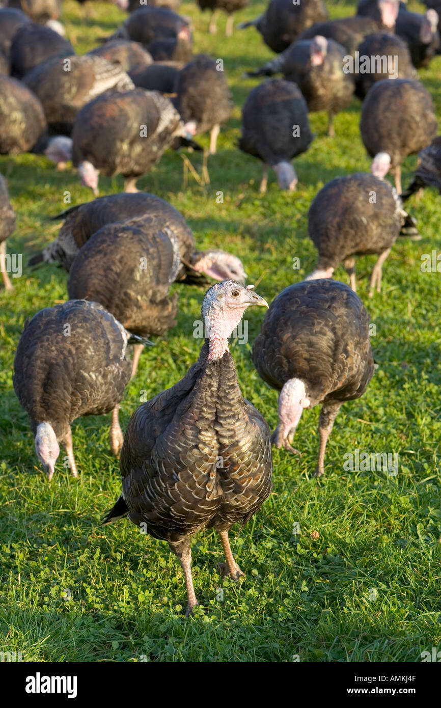 Free range Norfolk bronze turkeys roam freely at Sheepdrove Organic