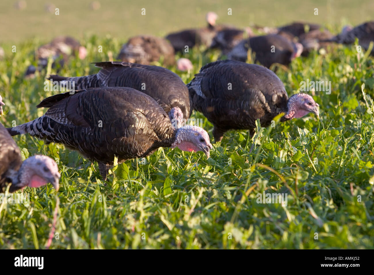 Free range Norfolk bronze turkeys roam freely at Sheepdrove Organic