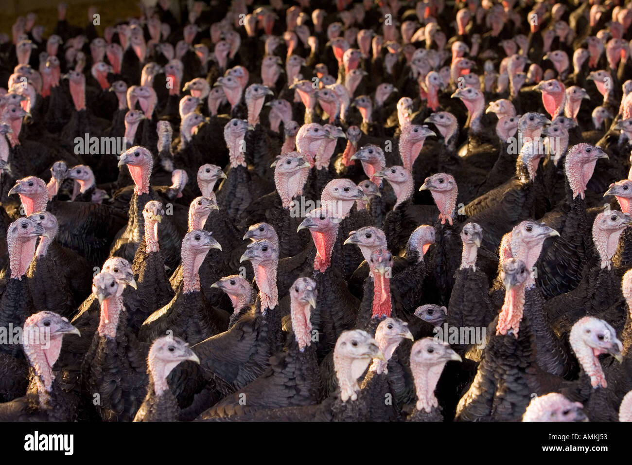 Free range Norfolk bronze turkeys return to their barn after roaming at Sheepdrove Organic Farm