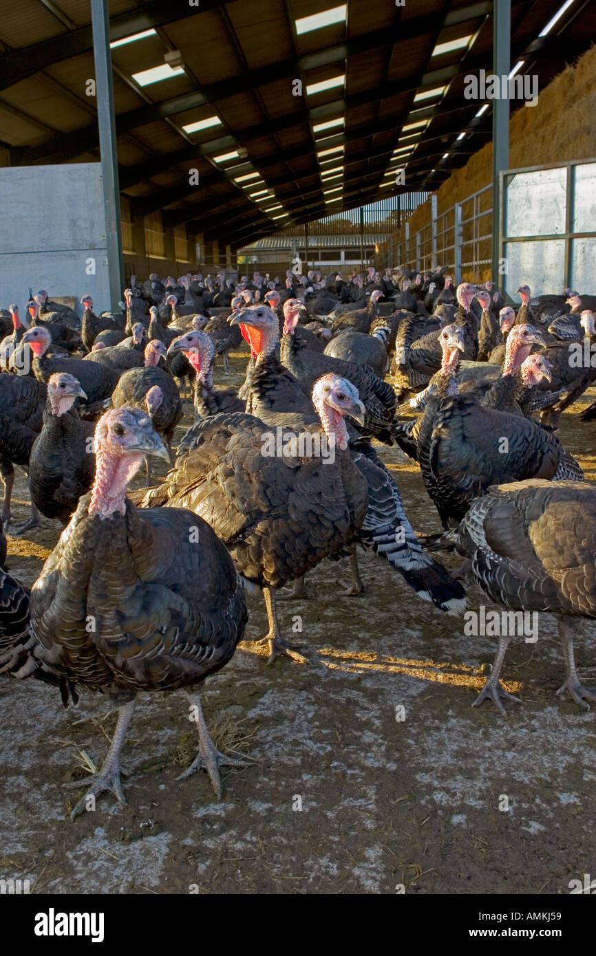 Free range Norfolk bronze turkeys roam freely at Sheepdrove Organic