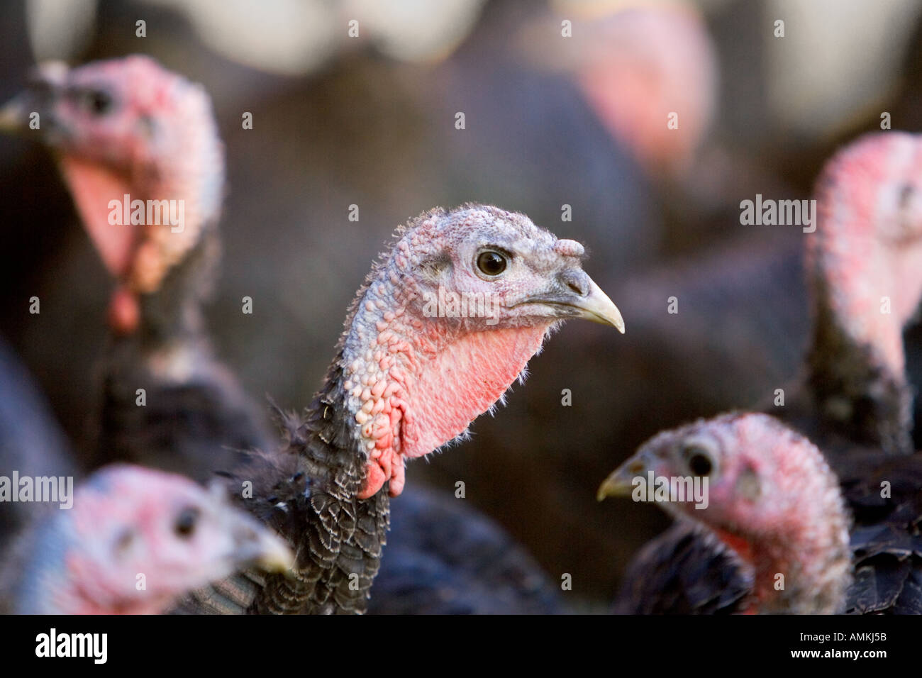 Free range Norfolk bronze turkeys at Sheepdrove Organic Farm Lambourn