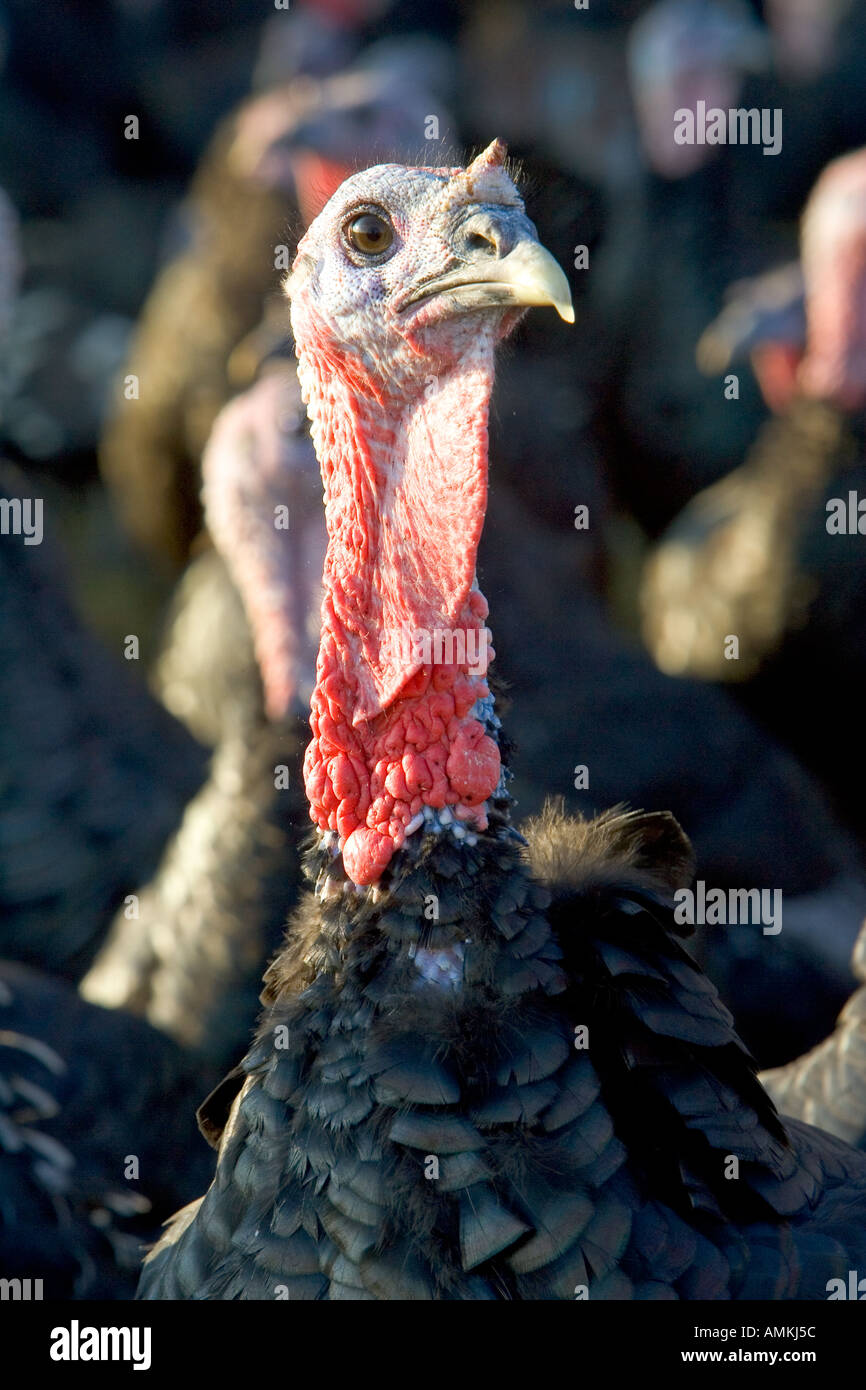 Traditional norfolk poultry hires stock photography and images Alamy