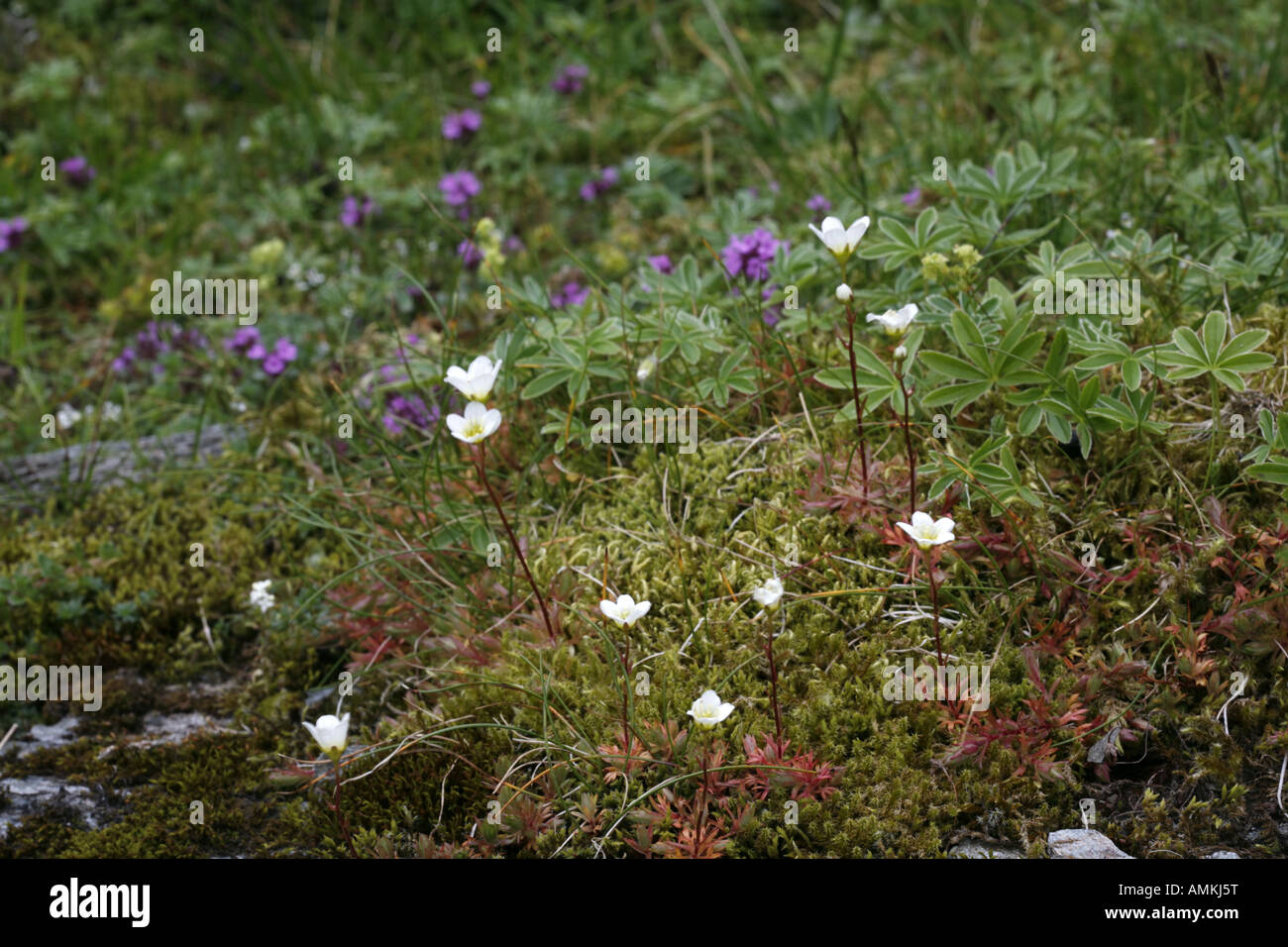 Habitat flora hi-res stock photography and images - Alamy