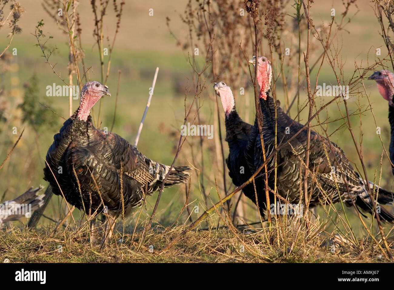 Free range Norfolk bronze turkeys roam freely at Sheepdrove Organic