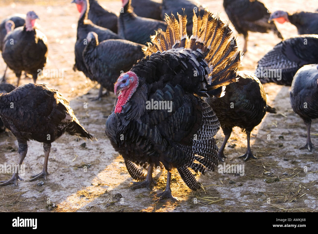 Free range Norfolk bronze turkeys roam freely at Sheepdrove Organic