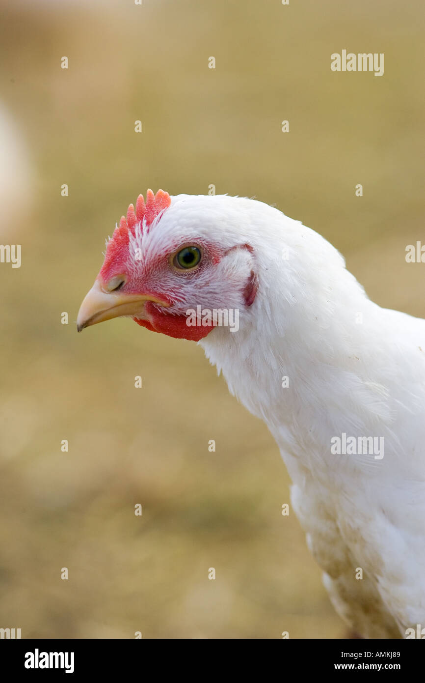 Free range chicken of breed Isa 257 roams freely at Sheepdrove Organic