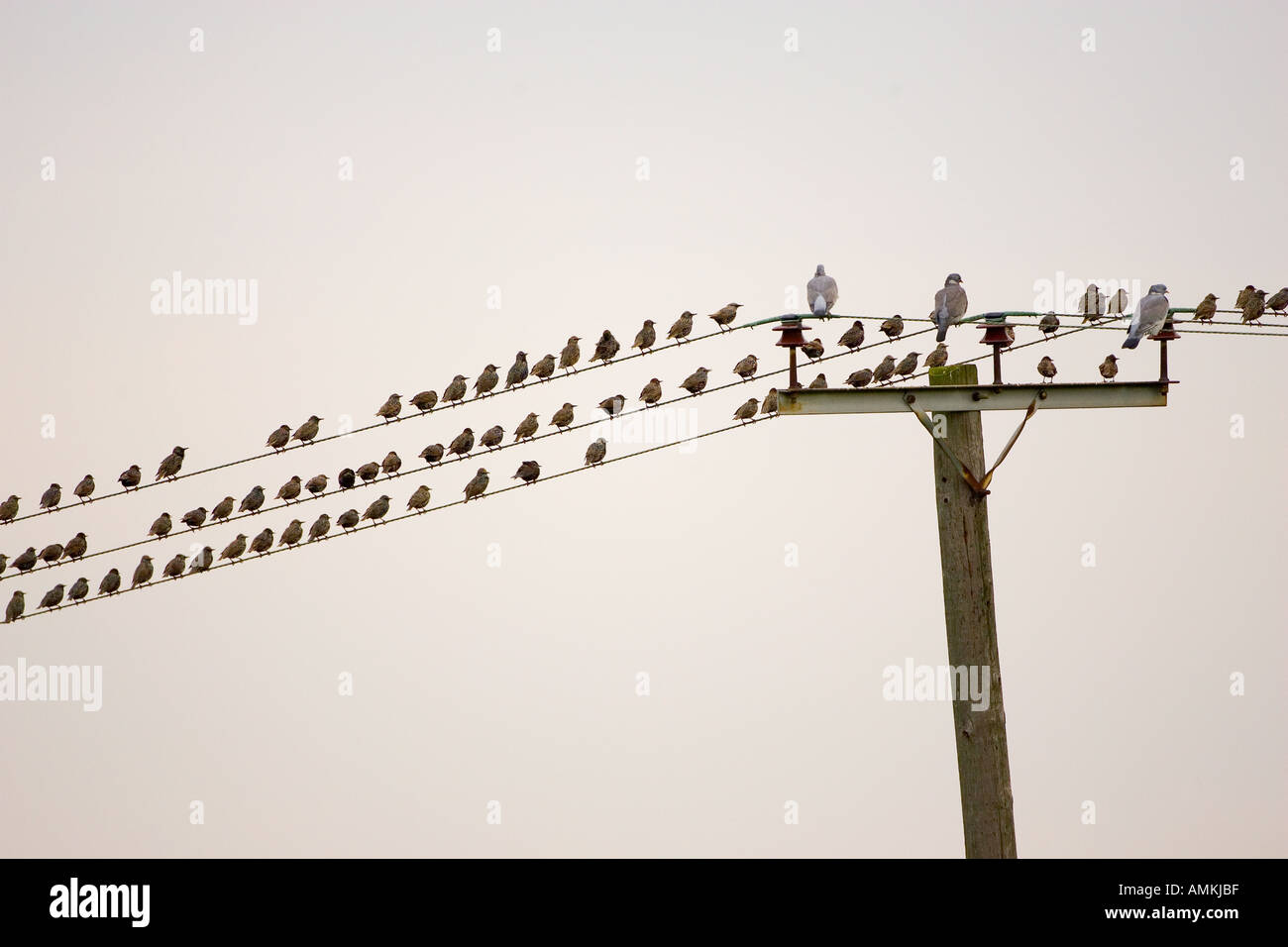 Migratory Starlings wood pigeons at Thames Estuary Avian Flu Bird Flu
