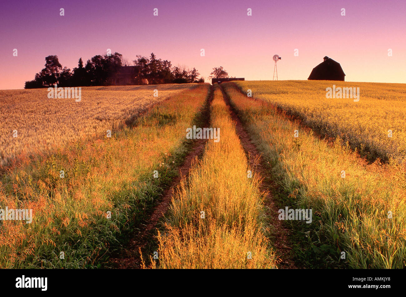 Rural Farm at Dawn, Alberta, Canada Stock Photo Alamy
