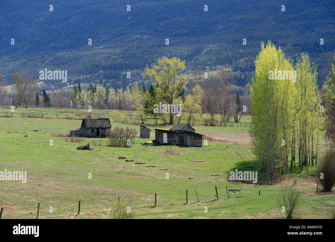 Spillimacheen hires stock photography and images Alamy