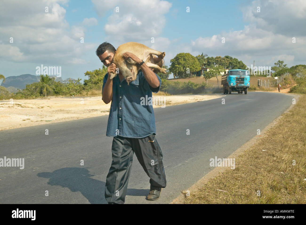 Cuban man carrying his pig to the market in rural Cuba Stock Photo Alamy