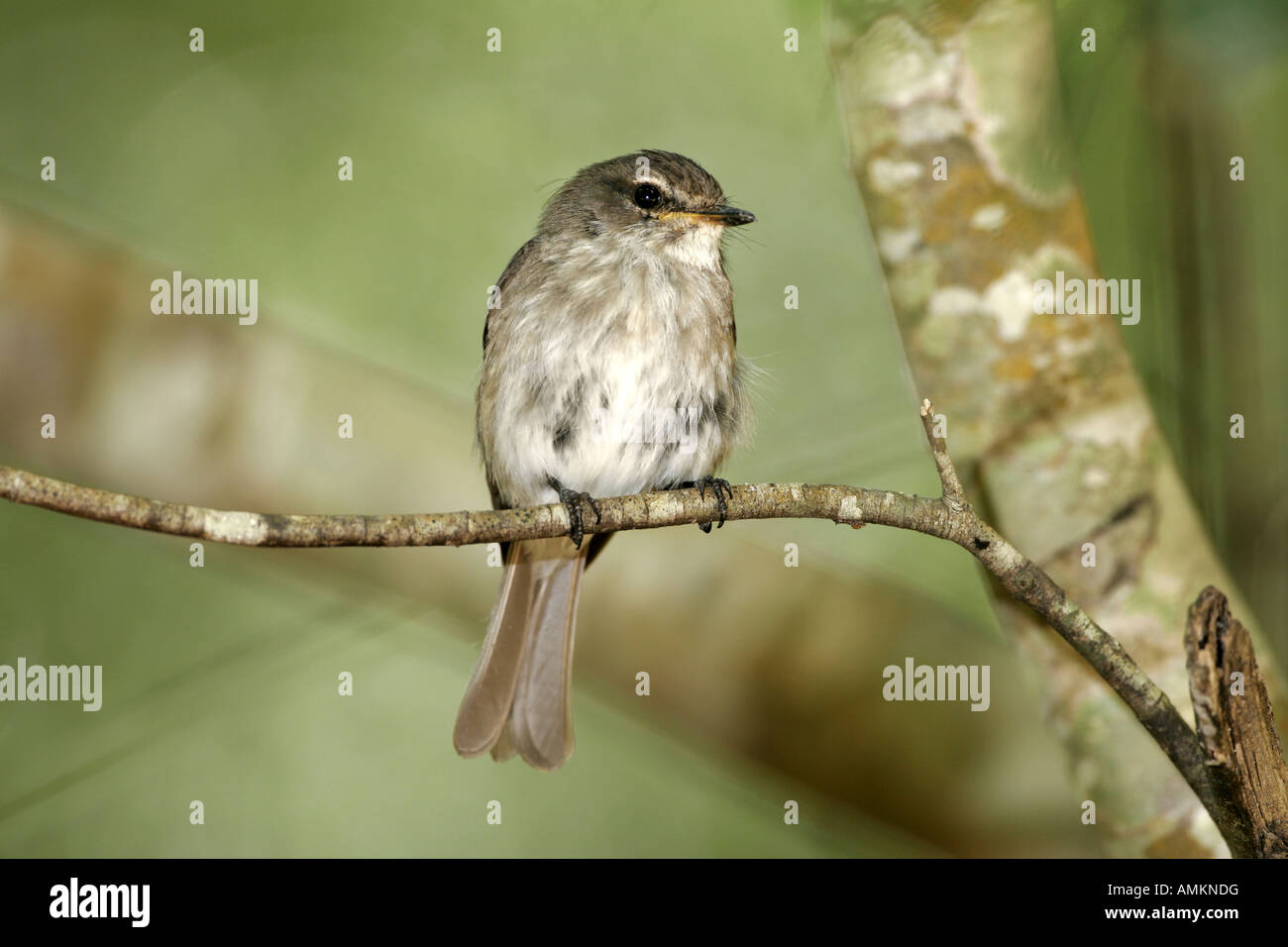 Dusky Flycatcher Stock Photo