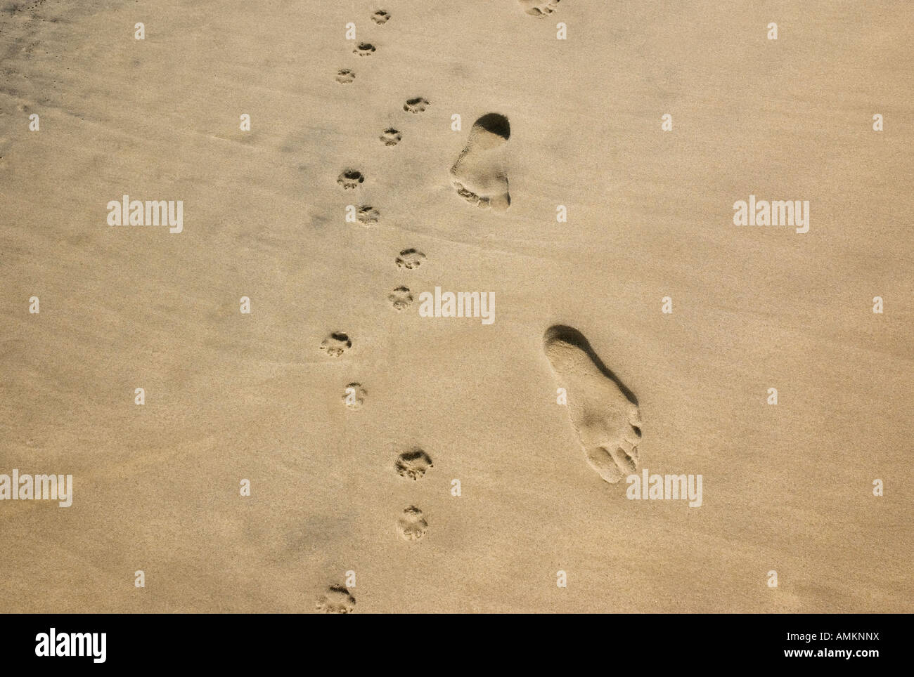 Footprint and dog in sand at Copacabana Beach  in Rio de Janeiro Brazil Stock Photo