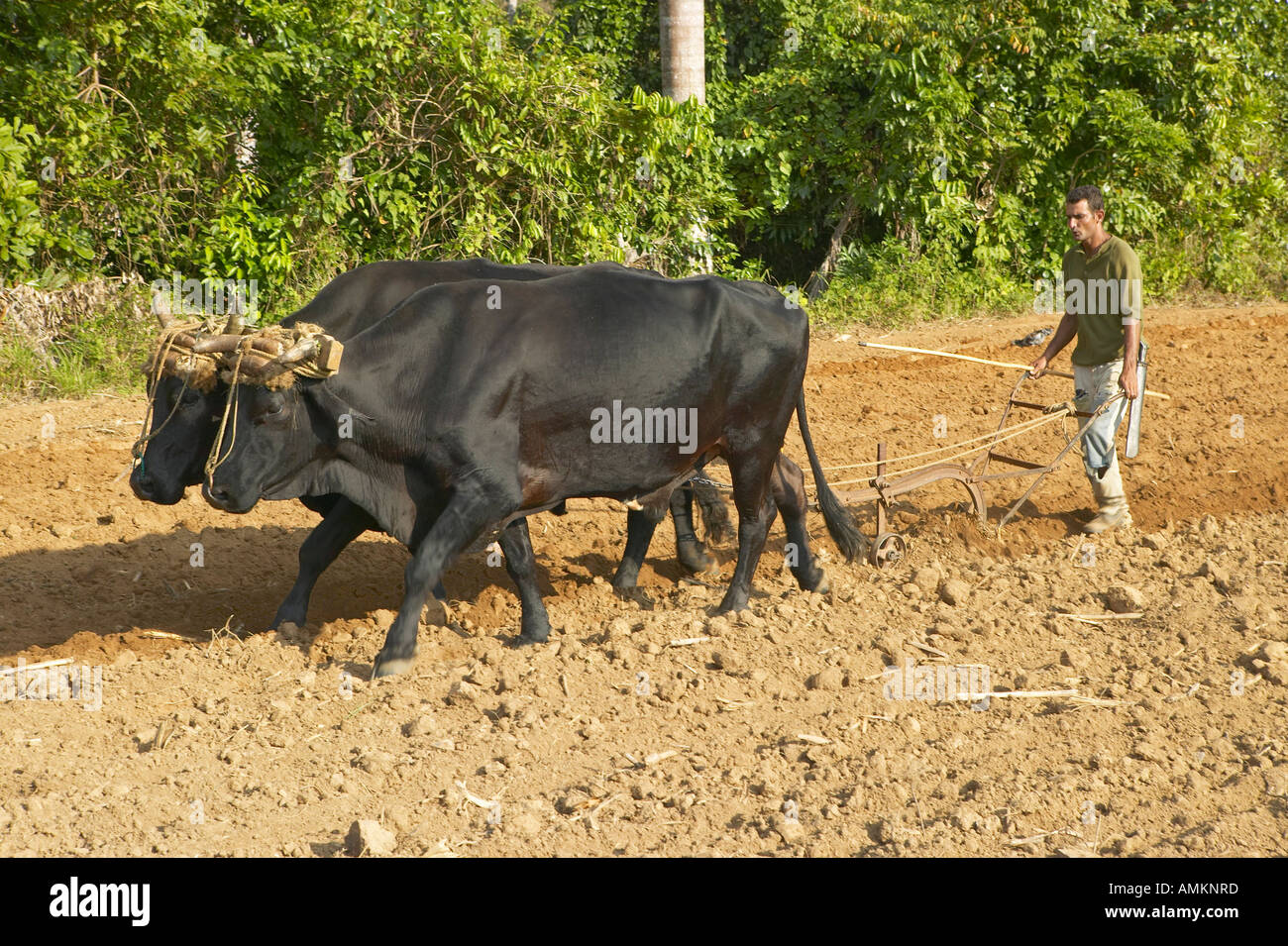 Oxen and man plowing field in the Valle de Viñales in central Cuba Stock Photo
