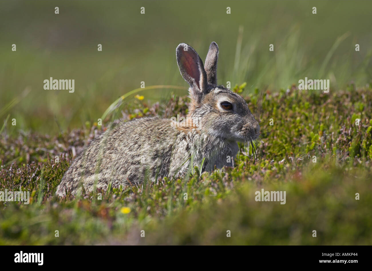 Rabbit wildlife hi-res stock photography and images - Alamy