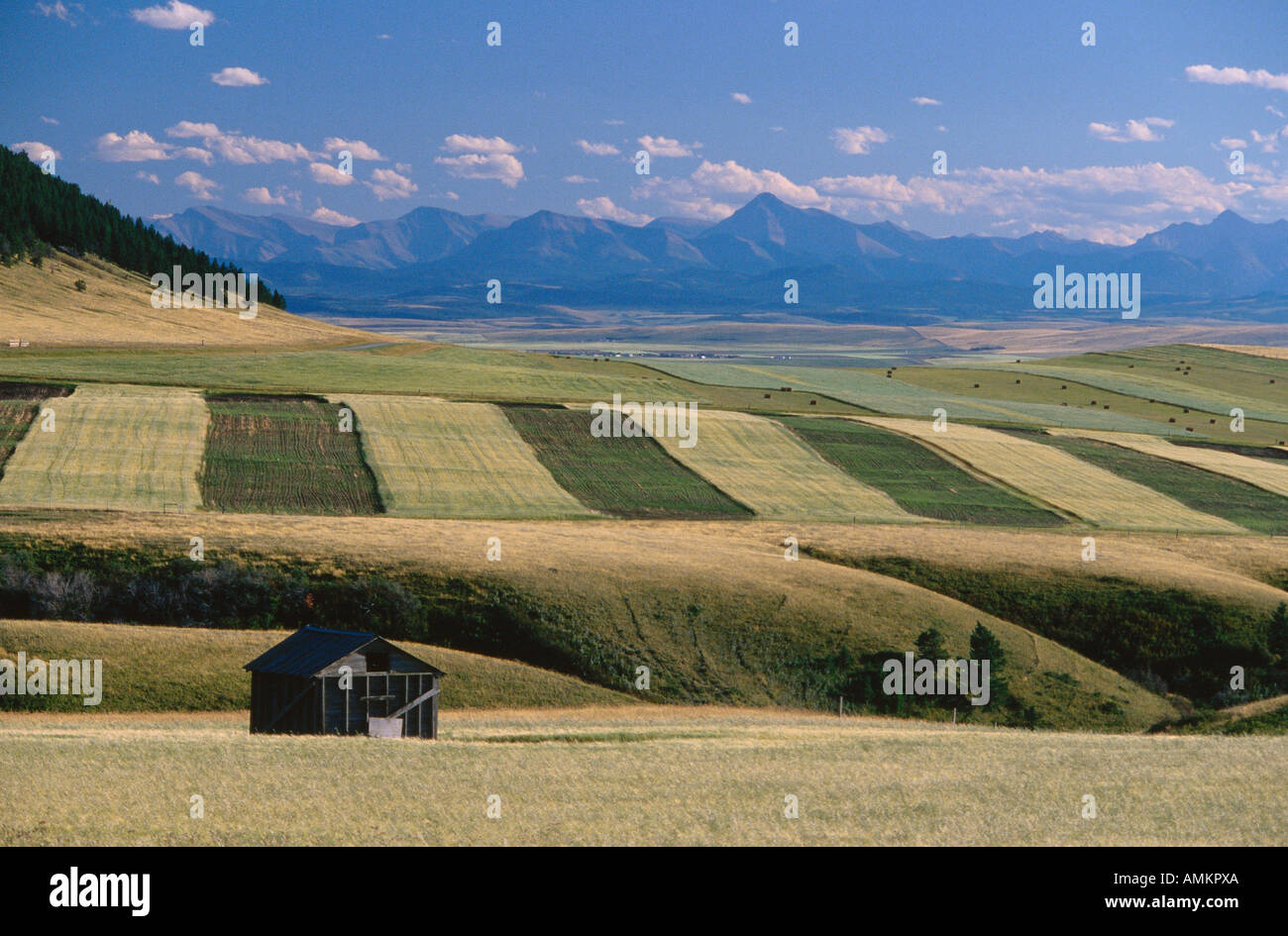 Grain Fields near Pincher Creek, Southern Alberta, Canada Stock Photo