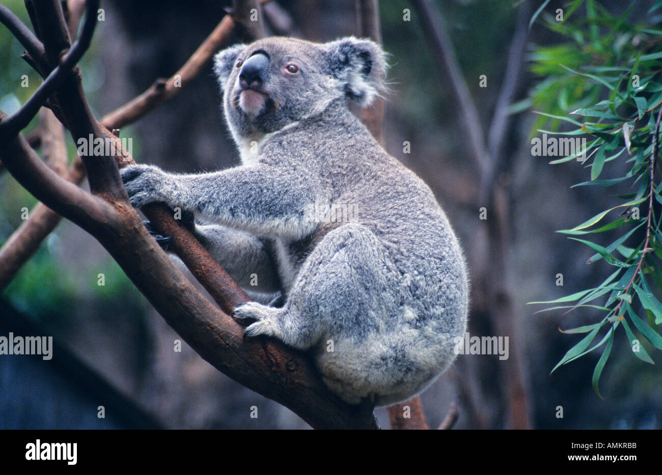 Sydney zoo koala hi-res stock photography and images - Alamy