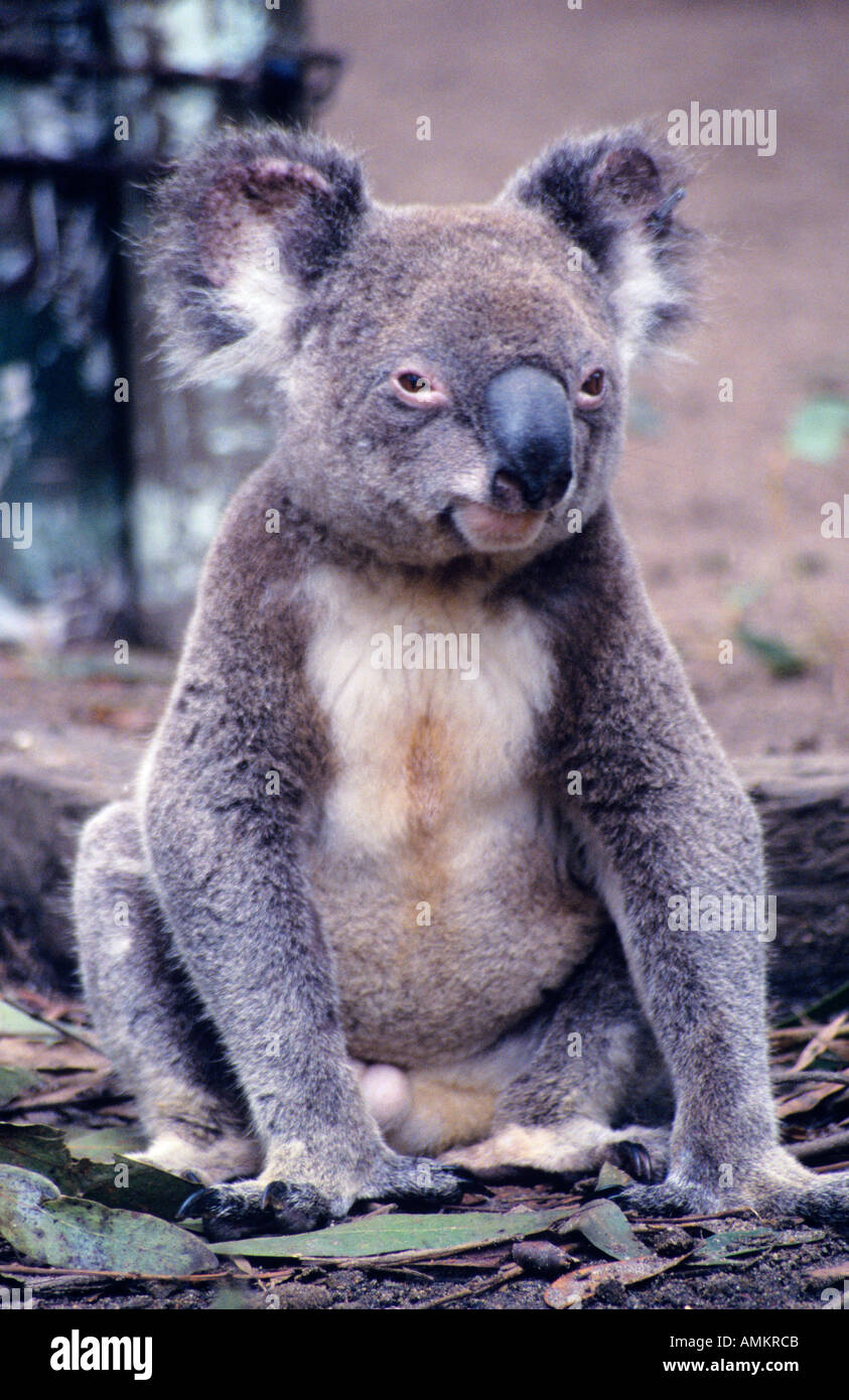 Koala park nsw hi-res stock photography and images - Alamy