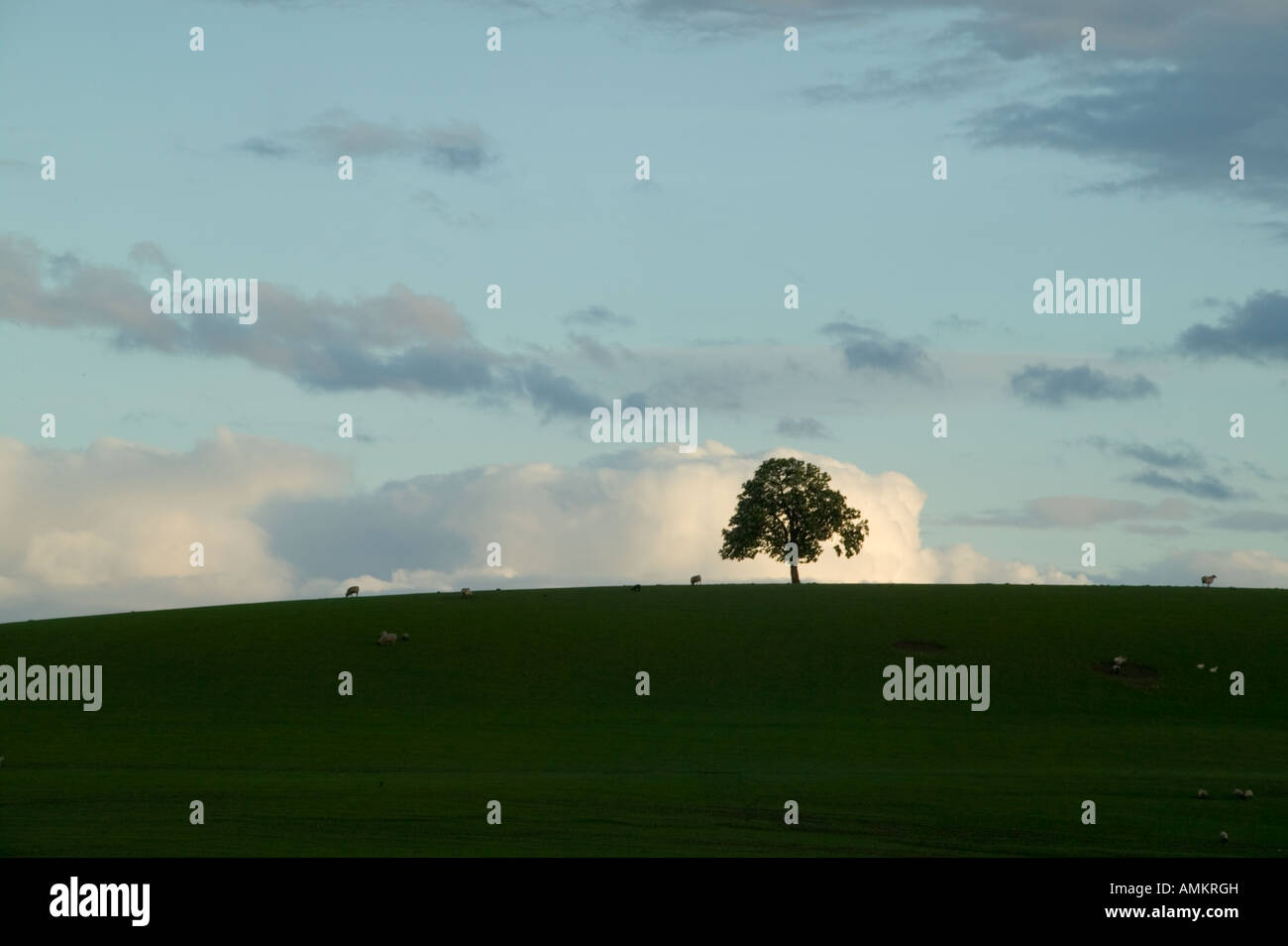 Silhouette of a tree on a hill hi-res stock photography and images - Alamy