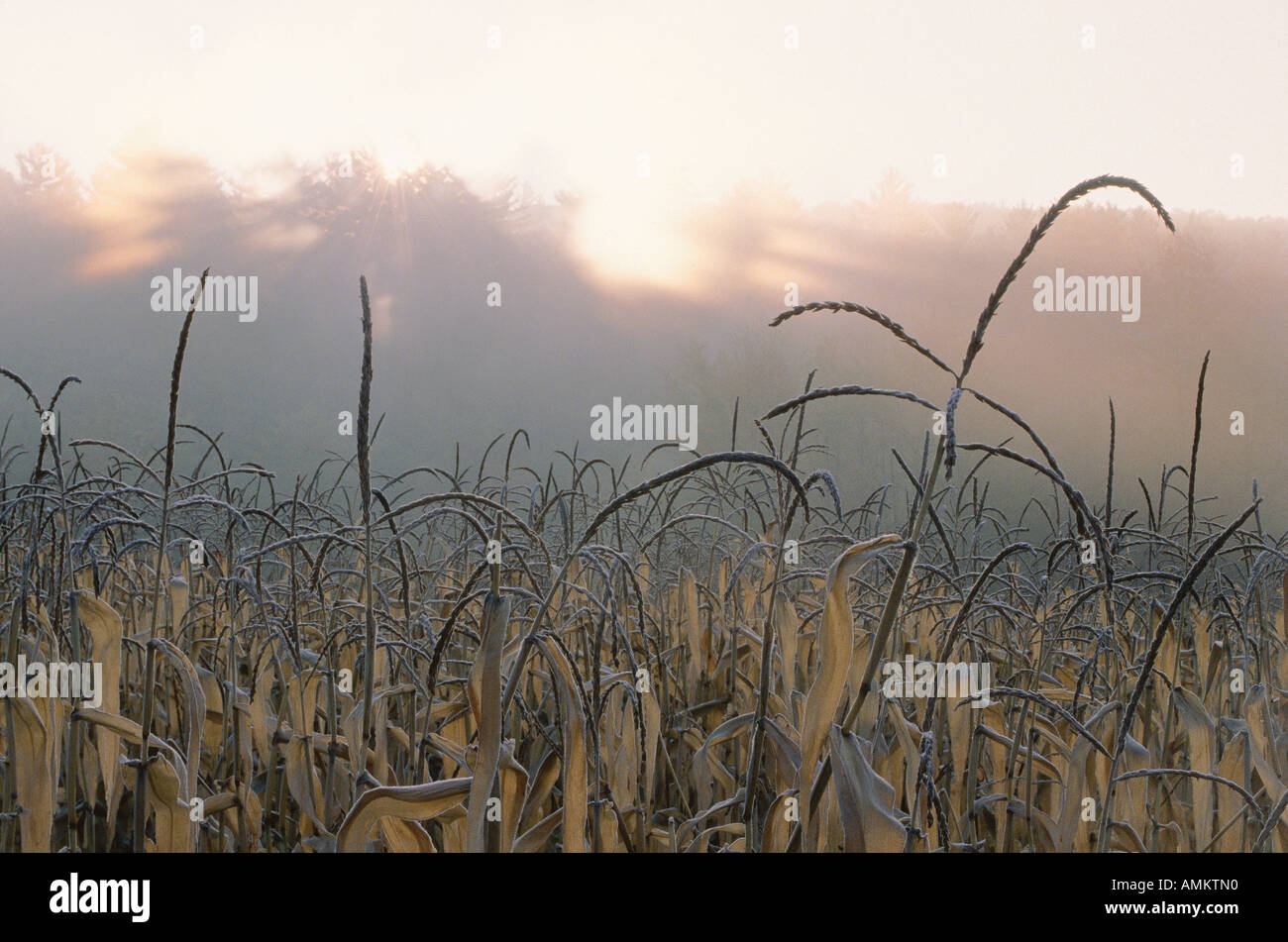 Fog over corn field hires stock photography and images Alamy