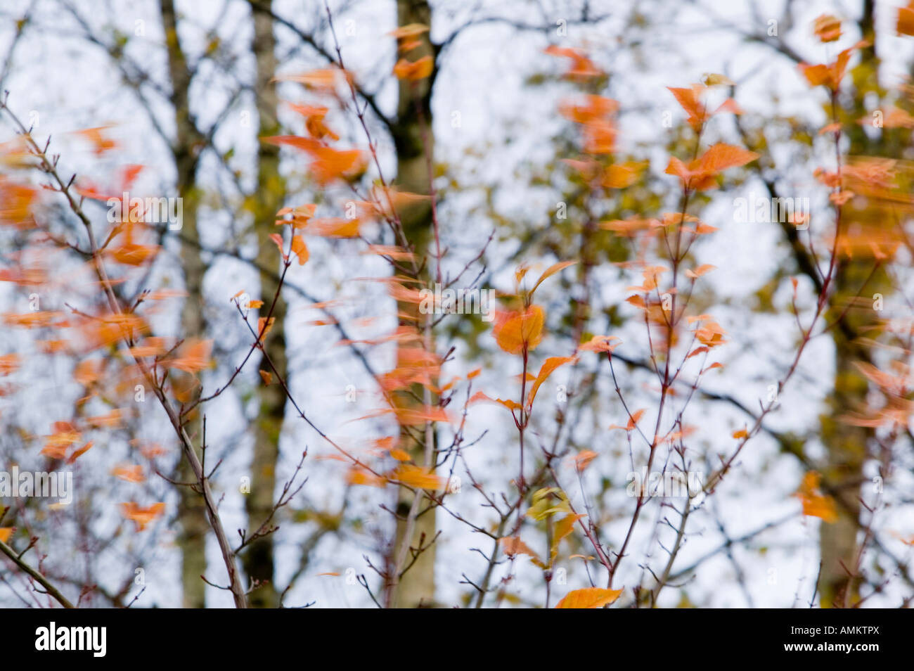 Leaves blowing in the wind autumn hires stock photography and images