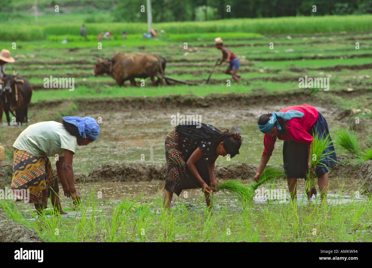 Female farm labourers transplanting rice seedlings and oxen ploughing in a paddy field near Pokhara. Nepal Stock Photo