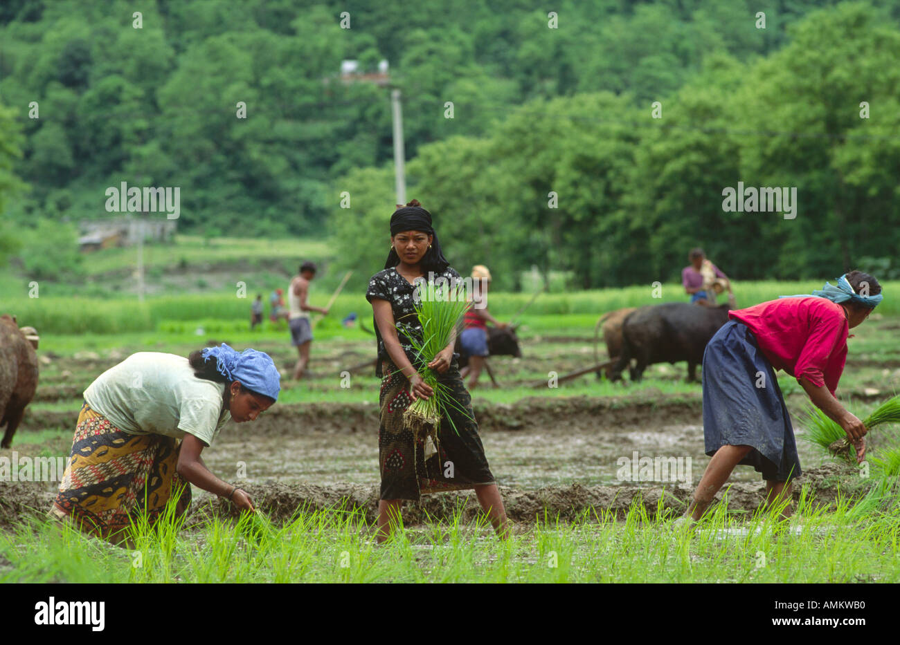 Female farm labourers transplanting rice seedlings in a paddy field with men ploughing with an ox-drawn plough in the background near Pokhara. Nepal Stock Photo