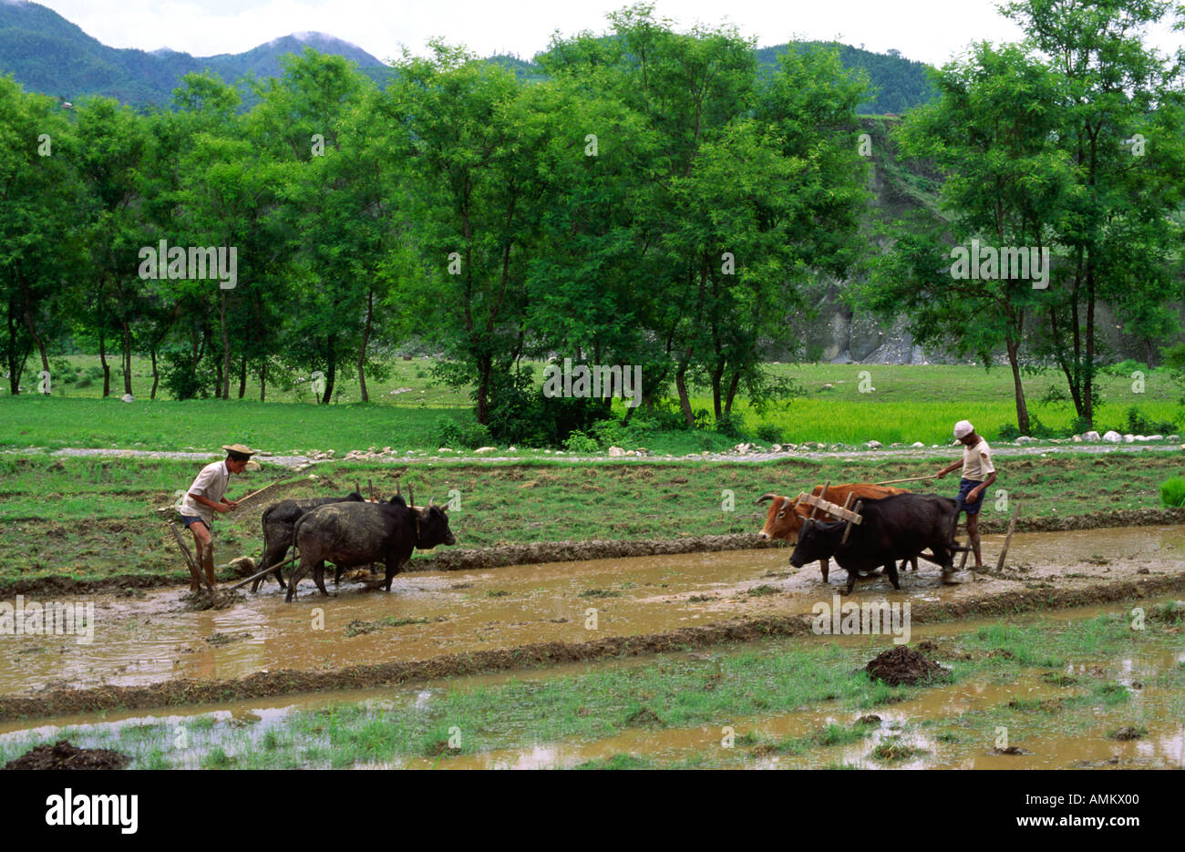 Two farm labourers using oxen to plough a rice field near Pokhara. Nepal Stock Photo
