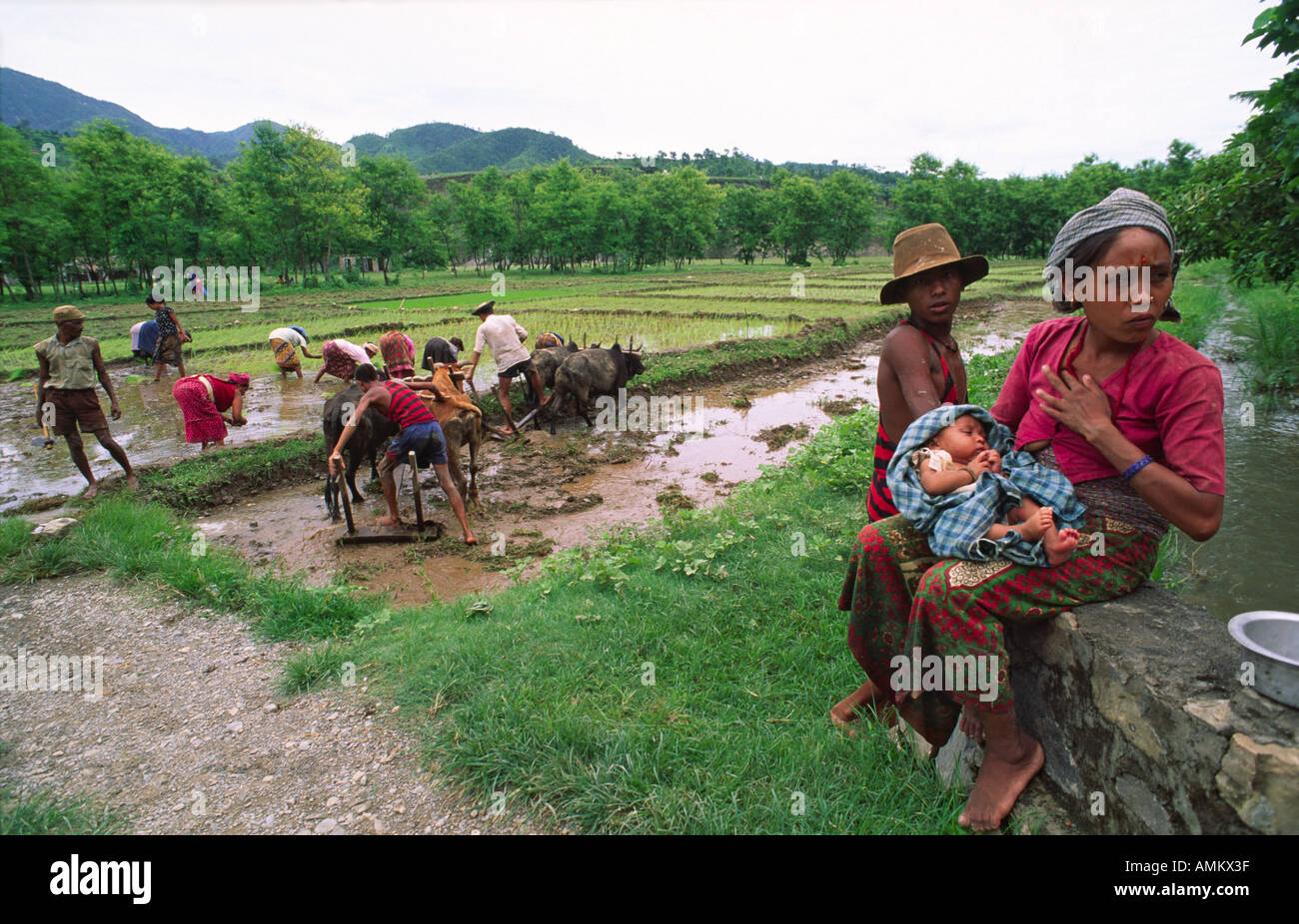 A female labourer takes a break from transplanting rice in a paddy field to breastfeed her baby. Nr.Pokhara, Nepal Stock Photo