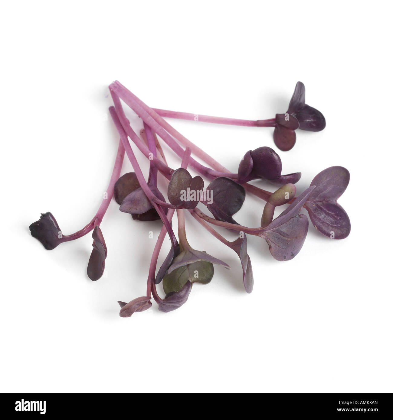 Radish Sprouts Stock Photo