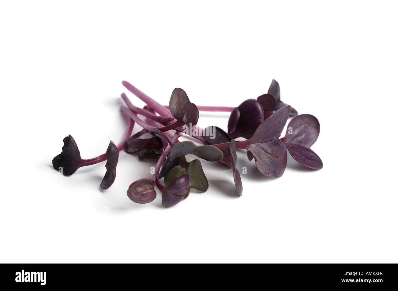 Radish Sprouts Stock Photo