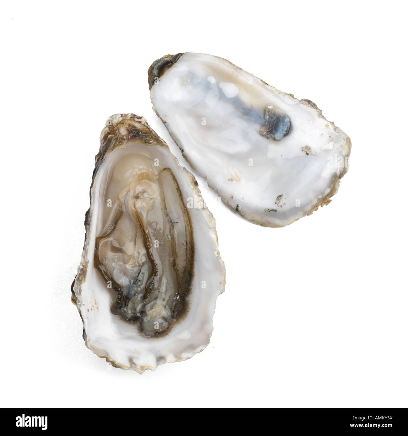 Oyster shell hi-res stock photography and images - Alamy