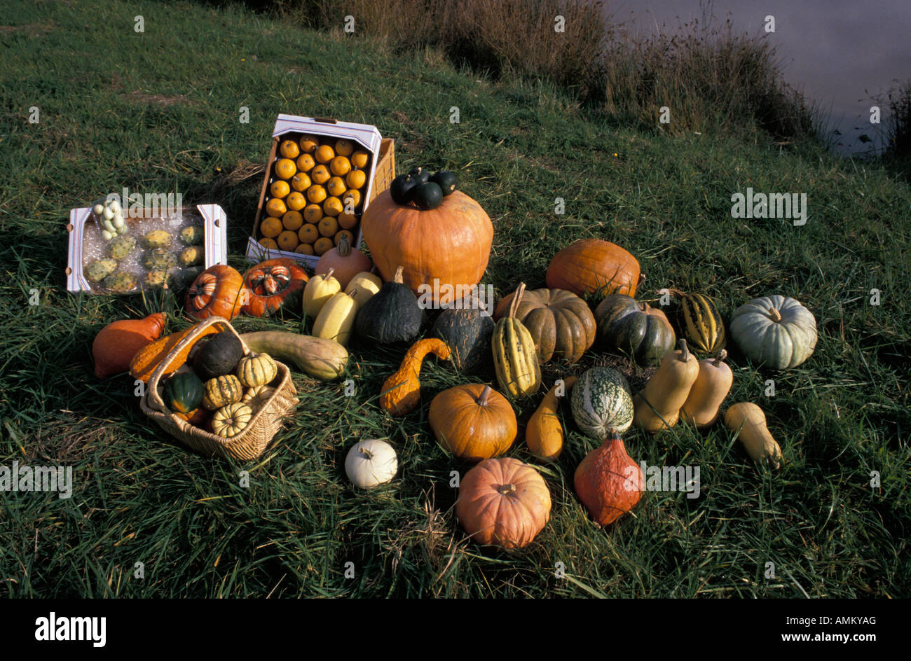 Citrouille High Resolution Stock Photography And Images Alamy