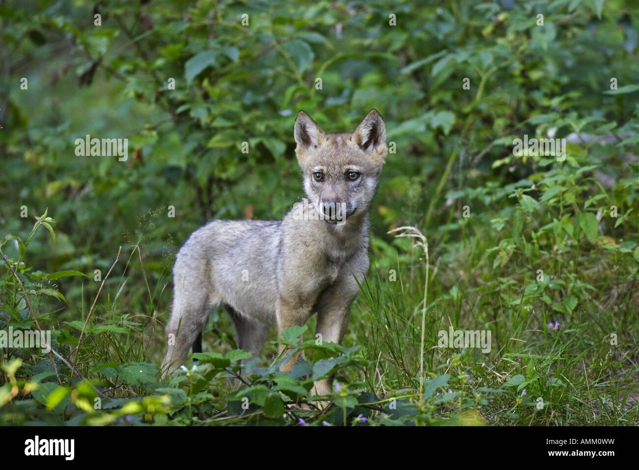 Junger Wolf, child, baby, Canis lupus, wolves Stock Photo