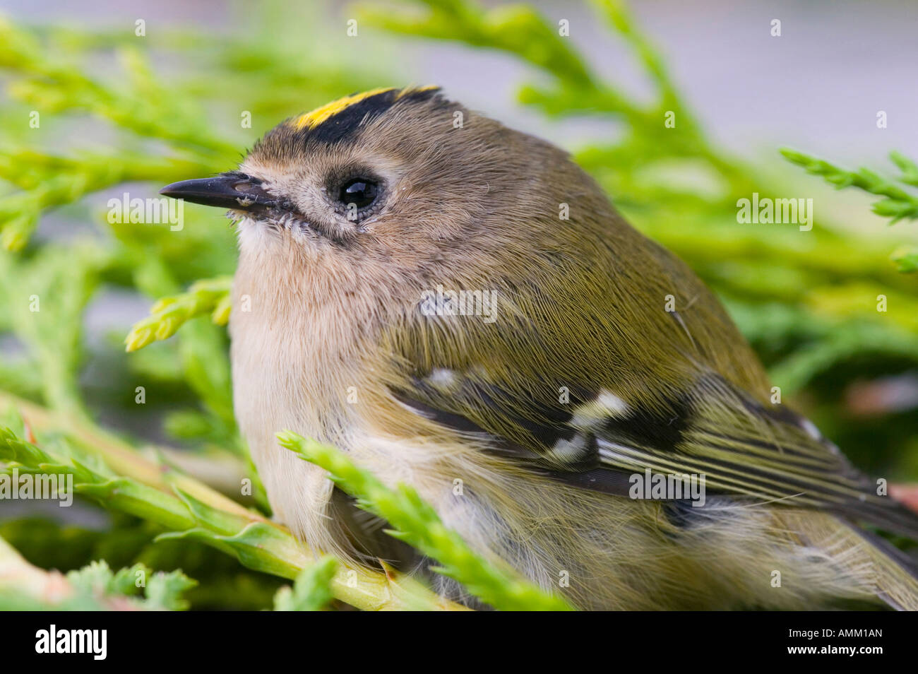 A female Goldcrest, Britains smallest bird Stock Photo