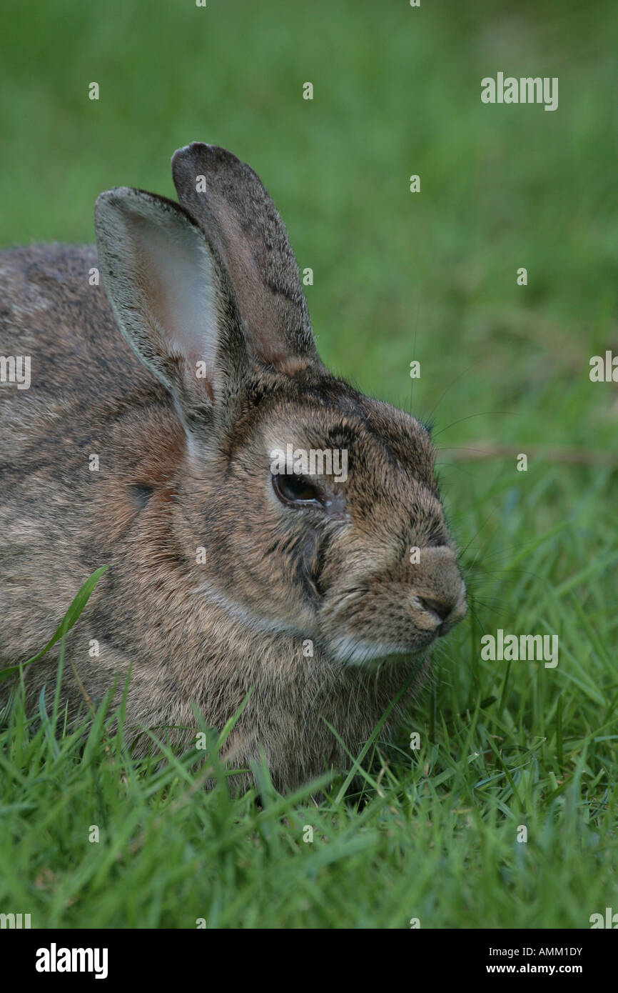 Rabbit Myxomatosis Stock Photos & Rabbit Myxomatosis Stock Images Page 2 Alamy