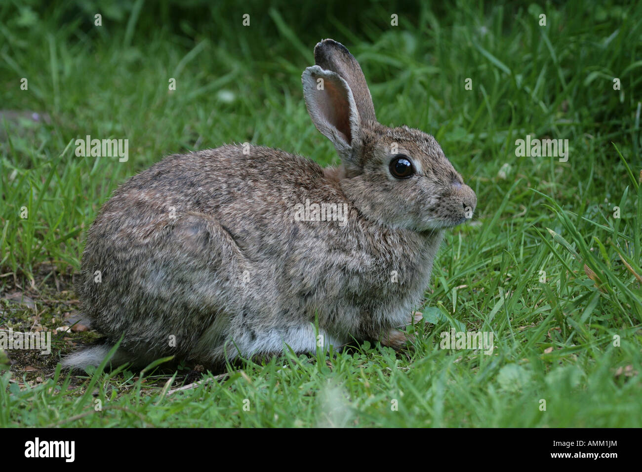 Rabbit Oryctolagus cunniculus standing in grassland Stock Photo Alamy