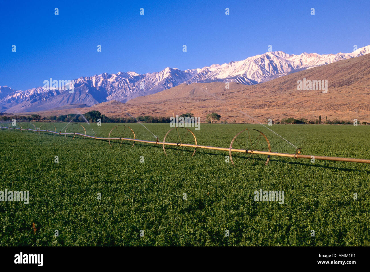 Alfalfa Irrigation, near Big Pine, California, USA Stock Photo Alamy