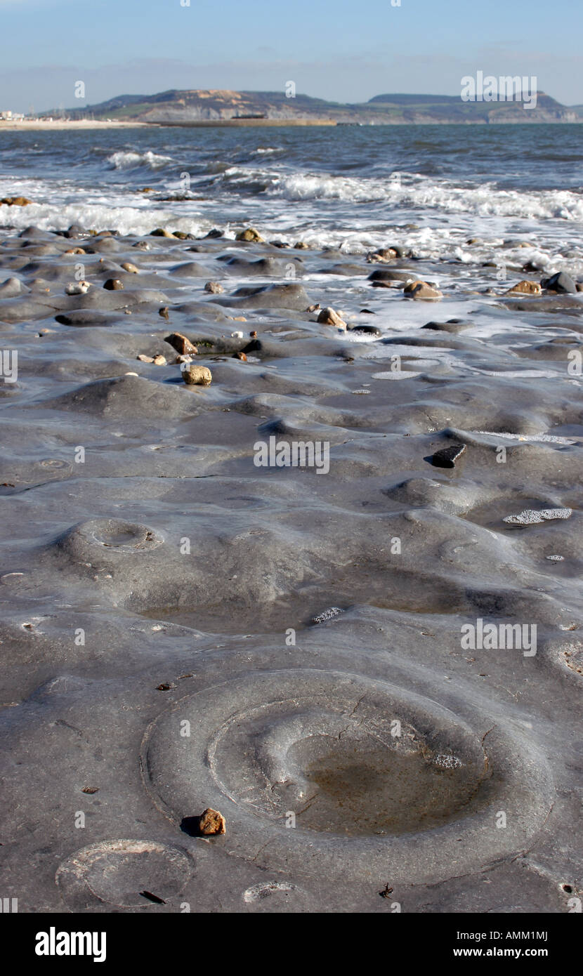 Exposed fossils on Monmouth Beach at Lyme Regis at Low Tide Stock Photo