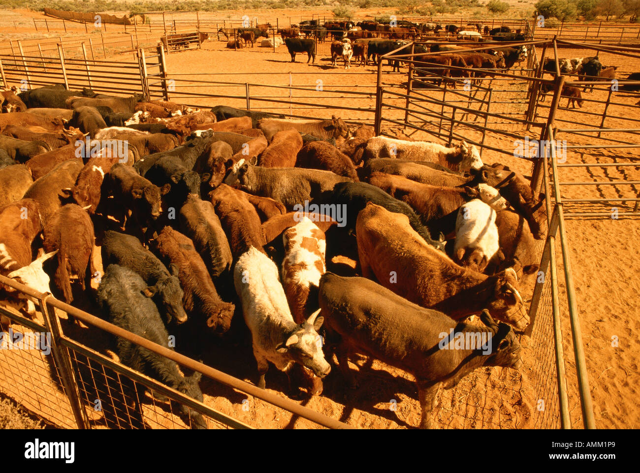 Cattle Fence High Resolution Stock Photography and Images - Alamy