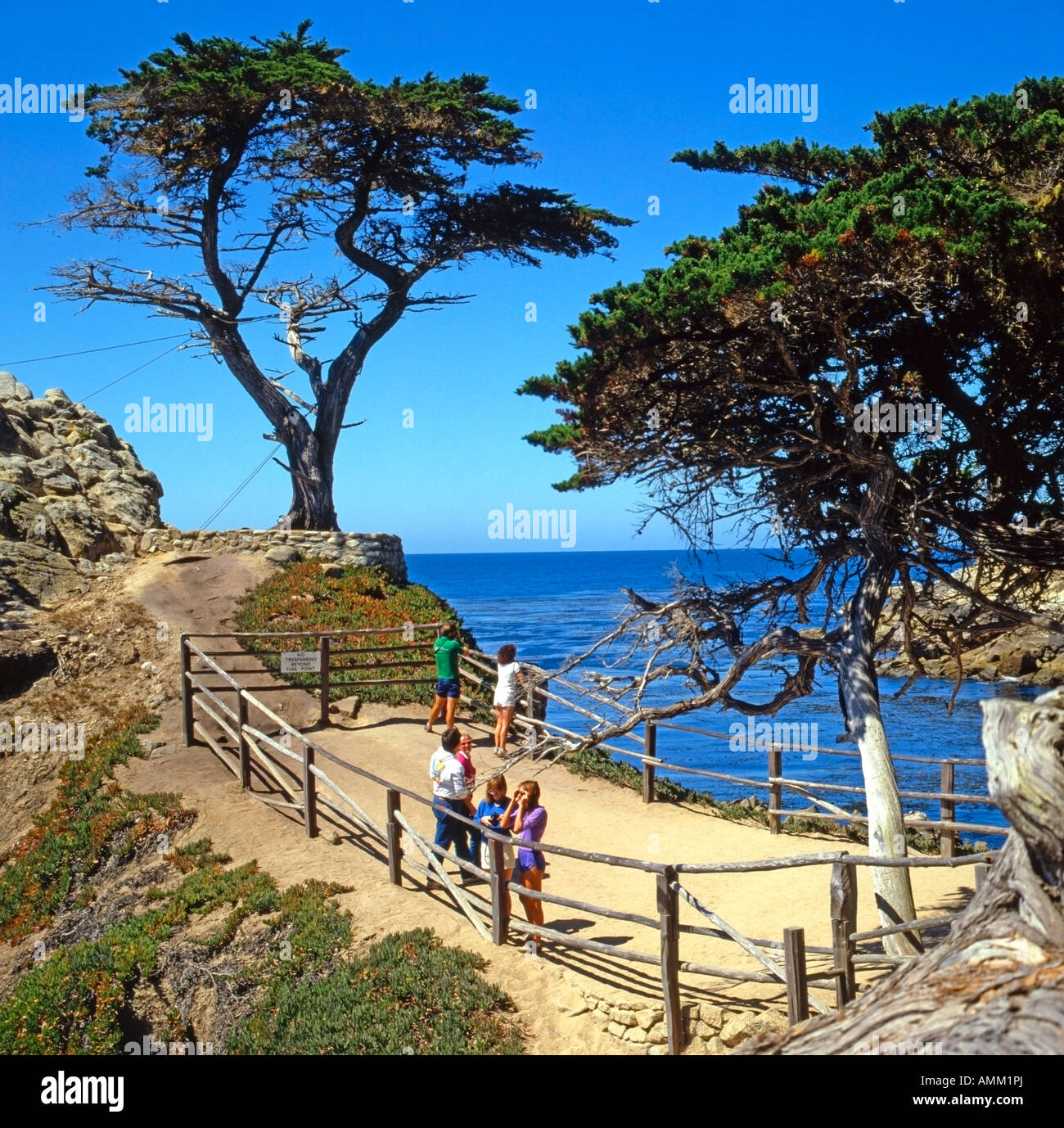 The Lone Cypress tree on the famous 17 mile scenic drive between Carmel