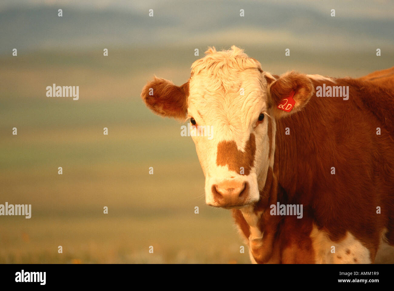 Hereford Cow, Alberta, Canada Stock Photo Alamy