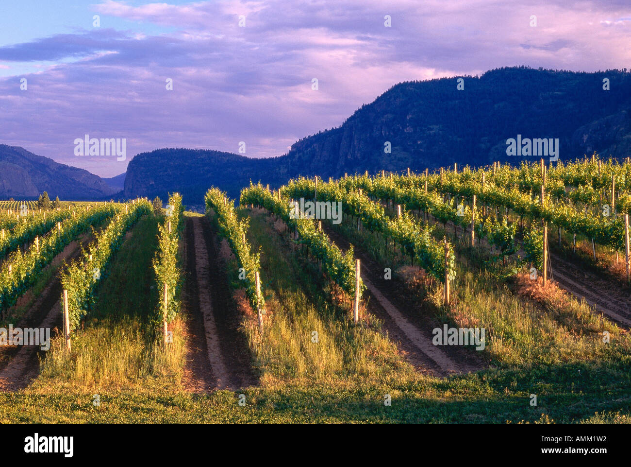 Vineyard, Okanagan, British Columbia, Canada Stock Photo