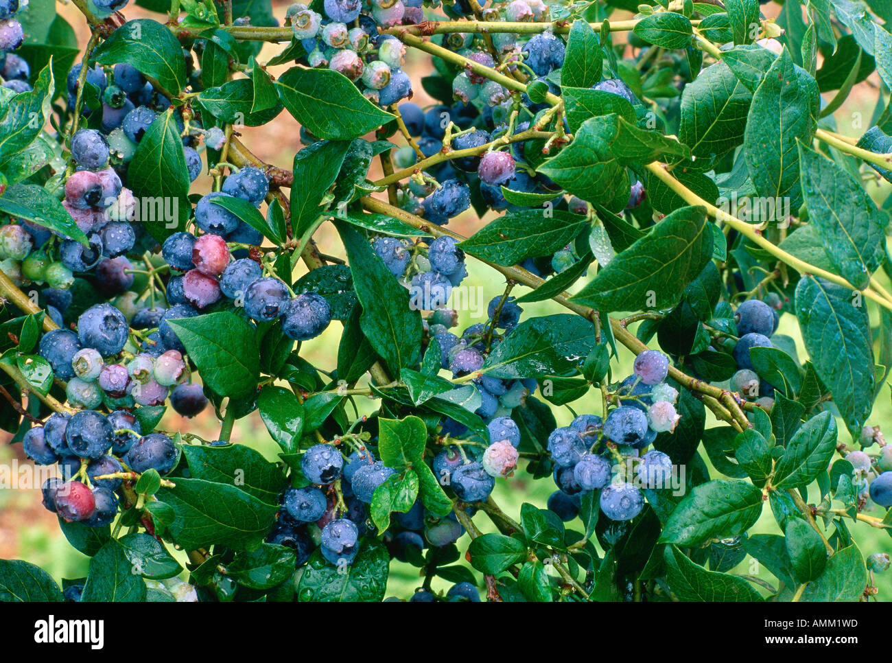 Gloria h chomica hires stock photography and images Alamy