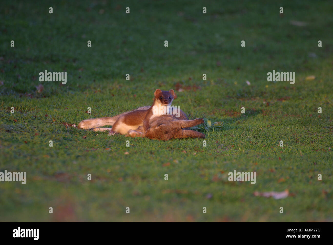 Stoat Mustela erminea with rabbit kill Stock Photo