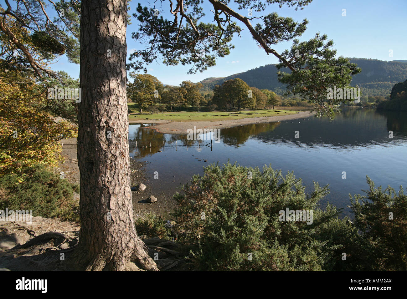 'LAKE DISTRICT'CLOUDLESS.SKYS, IDYLLIC TREE BRANCHES LEAVES Stock Photo