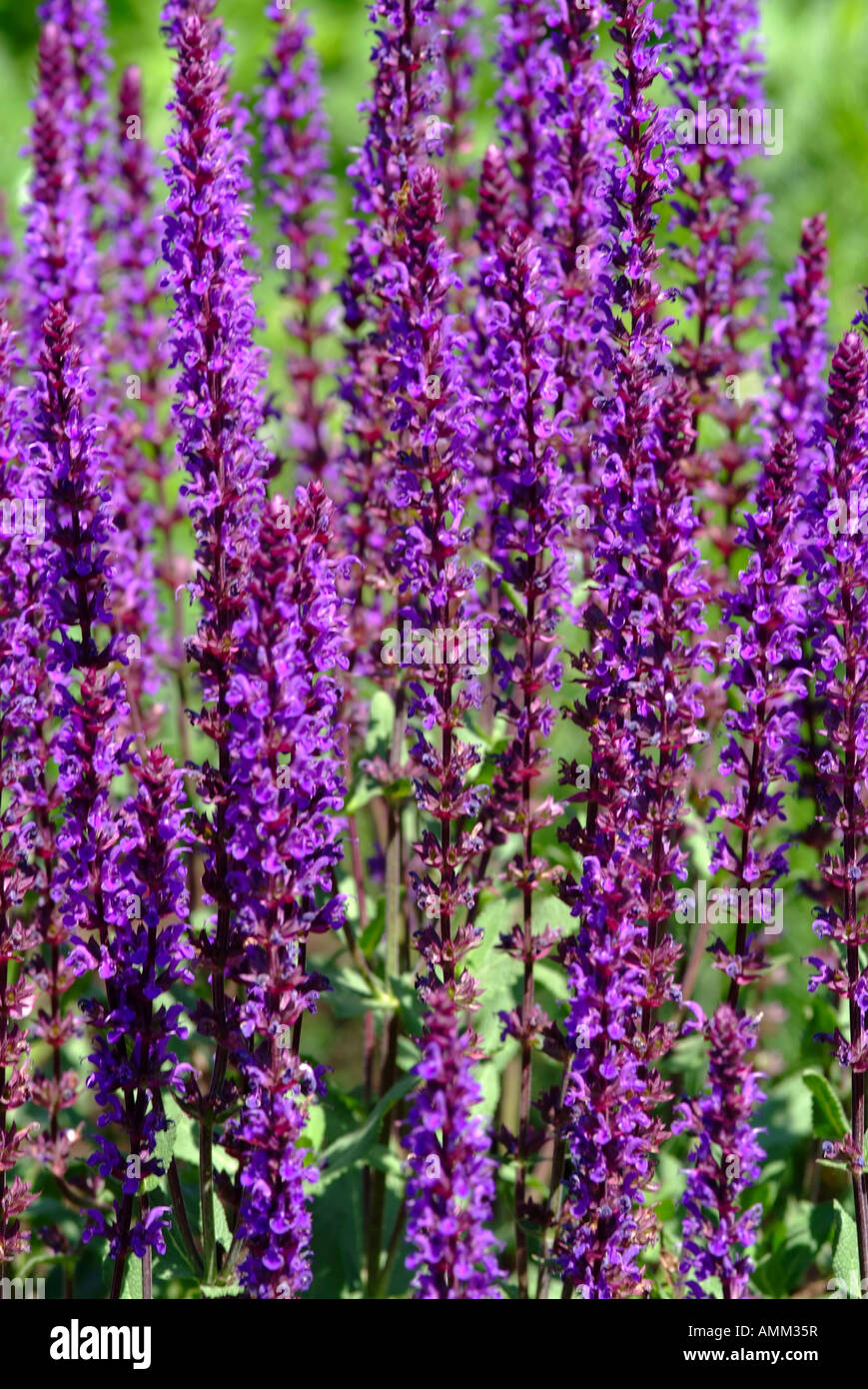 Purple Salvia X Superba Mainacht or May Night Nemorosa Flowers in Stand at Hershey Gardens Pennsylvania United States America Stock Photo